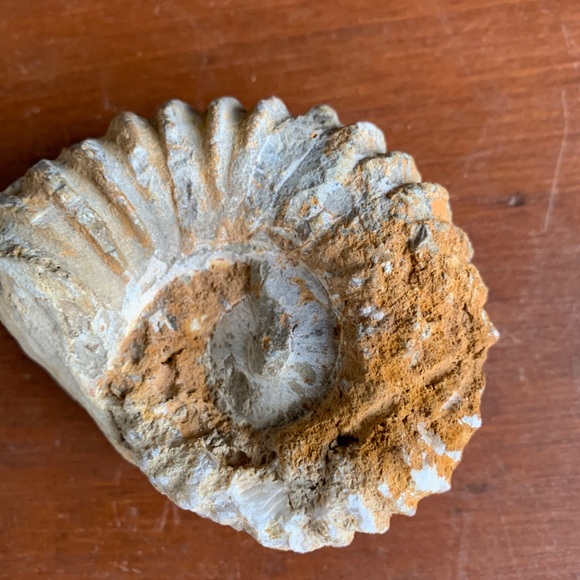 Ammonite Fossil from Morocco. - Picture 8 of 11